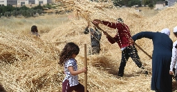 Wheat blessing: Jordan’s grassroot movement for food sovereignty