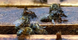 In Pictures: Is avocado boom to blame for bee deaths in Colombia?