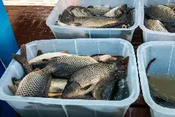 China fish imports hit Sh2bn, controls 83pc of market