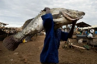 Fish exporters seek ban on local consumption of Nile Perch