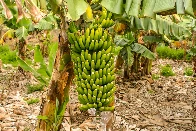 Experts raise alarm over 'new' banana disease